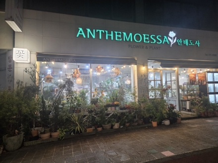​일상에 녹아드는 초록빛 위로, '안테모사(ANTHEMOESSA)' 플라워&플랜트